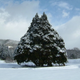 Illustration for article titled Oh My Goodness, These Trees Look Like Totoro